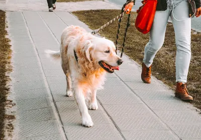 Собака-гуляка»: как превратить прогулки с собаками в технологичный бизнес  (и научить людей убирать собачьи какашки) - Inc. Russia