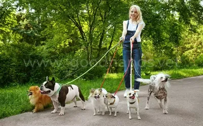 Комфортная прогулка с собакой: как правильно выгуливать своего питомца -  SakhalinMedia.ru