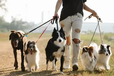 10 советов как сделать вашу прогулку с собакой эффективной и приятной | МИР  СОБАК. Всё самое интересное | Дзен
