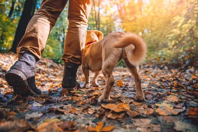 Прогулка с собакой: этика, ответственность, ограничения.