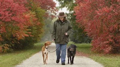 Не совершайте эти 5 ошибок на прогулке с собакой. Последствия опасны | РБК  Life