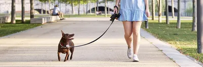 5 идей для активной прогулки с собакой - Бравекто