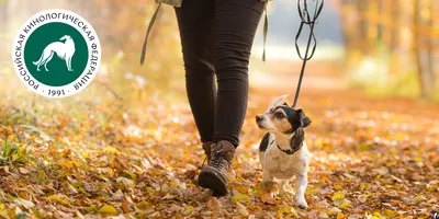 Как правильно выгуливать собаку на поводке | Роскачество