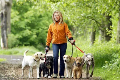 Собака-гуляка: 5 правил для комфортной прогулки с питомцем - Дом -  WomanHit.ru