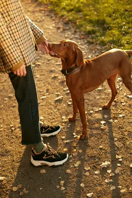 Как гулять с собакой в лесу? | Российская кинологическая федерация | Дзен