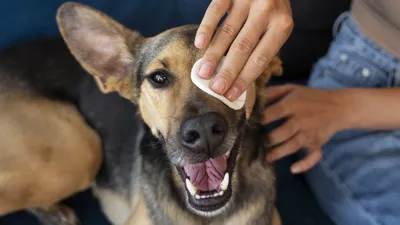 Почему возникает аллергия у собак и что делать хозяину - Блог Зоомапы