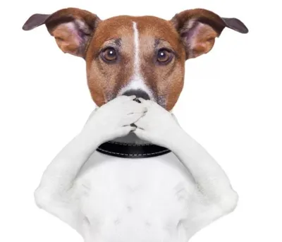Почему возникает аллергия у собак и что делать хозяину - Блог Зоомапы
