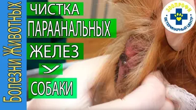 Шишка из ануса у собаки, бесплатная консультация ветеринара - вопрос задан  пользователем Yulia Marathefti про питомца: None
