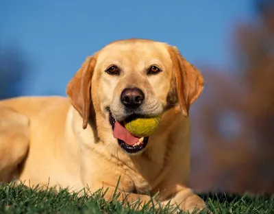 Параанальные железы у собак, как чистить, симптомы, лечение