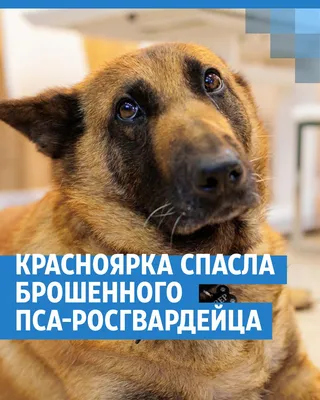 Замученного домашнего пса привезли на лечение из Кемерова в Томск |  ОБЩЕСТВО | АиФ Томск