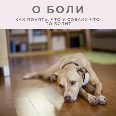 Остеосинтез животных в Москве – лечение переломов костей у кошек и собак:  цены и запись на прием в ветклинике «Джунгли»