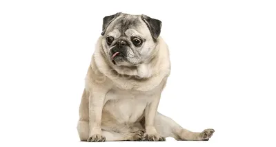 Лежанка для собаки большая, подстилка, матрас для собаки - купить с  доставкой по выгодным ценам в интернет-магазине OZON (911087403)