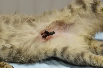 Хирургическая коррекция диафрагмальной грыжи у кошек и собак | Ветеринарная  клиника доктора Шубина