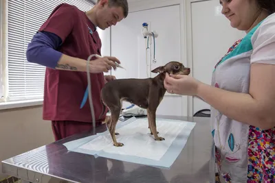 Криодеструкция опухолевых поражений печени у собак