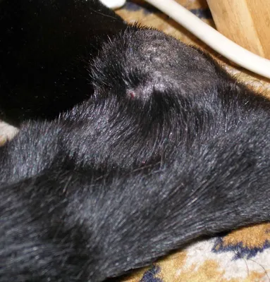 Лечение вируса герпеса у кошек и собак на губах: симптомы фото