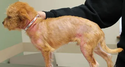 Причины появления прыщей у собак у щенков и взрослых особей, диагностика