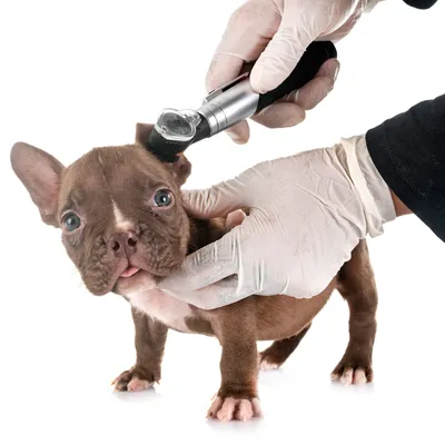 Прыщи у собак - «Айболит Плюс» - сеть ветеринарных клиник