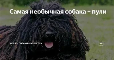 Милая венгерская собака пули на зеленой траве и белых цветках в карпатах  украина европа | Премиум Фото