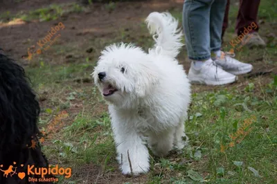 Пули: порода собак со сверхпрочными дредами вместо шерсти | gafki.ru | Дзен