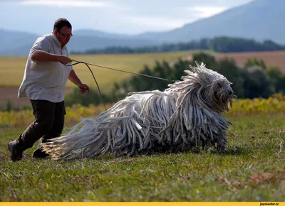 Пули - описание породы собак: характер, особенности поведения, размер,  отзывы и фото - Питомцы Mail.ru