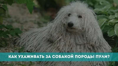Пропала собака породы Пули возле магазина на ул. Куйбышева, 18А | Pet911.ru