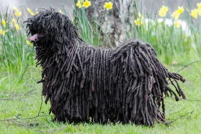 Пули - описание породы собак: характер, особенности поведения, размер,  отзывы и фото - Питомцы Mail.ru