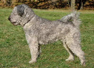 Пуми (порода собак) — Википедия