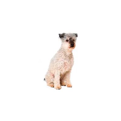 Пуми - описание породы собак: характер, особенности поведения, размер,  отзывы и фото - Питомцы Mail.ru