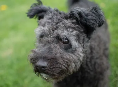 Порода собак Пуми - описание, характер, характеристика, фото Пуми и видео,  цена