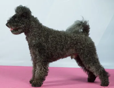 Пуми: серьёзная служебная собака с несерьёзной внешностью | Пёсико | Дзен