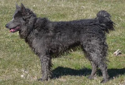 Пуми – кудрявые потомки немецких овчарок | Собаки | Dogsacademy.ru | Дзен