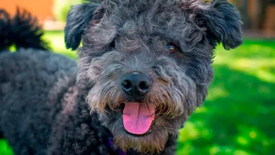 Порода, которая набирает популярность: Пуми - жизнерадостный пес с  неиссякаемой энергией | PRO питомцев | Дзен