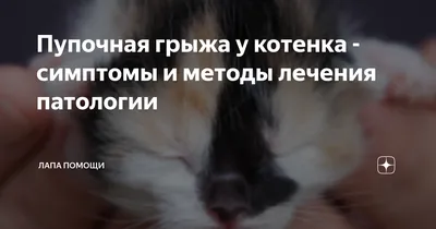 Удаление грыжи у собак 🐕, кошек 🐈 и других животных - цена операции в  Москве в «Джунгли»