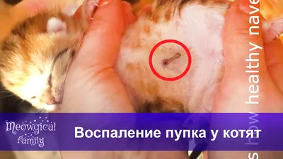 Лечение грыжи у собак и кошек в СПб |Cколько стоит удаление грыжи