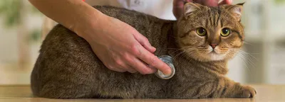 Онкологическое уплотнение у кошки, жировики и шишки у кошек и собак. Грыжи.  Как отличить от опухоли?