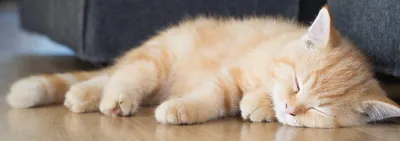 Грыжа на животе у кошки – симптомы и лечение | Hill's