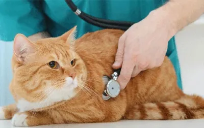 Спасение котёнка Муси из Раменского | операция по удалению пупочной грыжи —  Видео | ВКонтакте