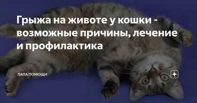 Найден ручной котенок возле школы 51, Москва | Pet911.ru