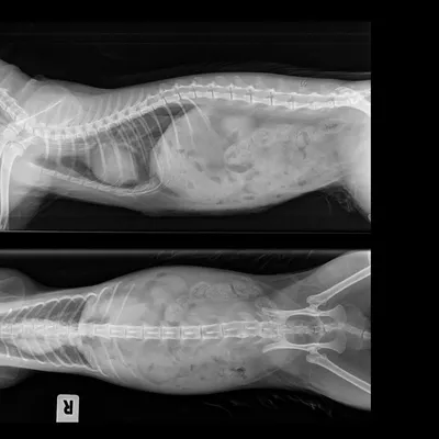 Операция по удалению пупочной грыжи у собаки - причины, последствия,  осложнения