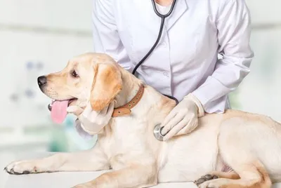 Хирургическая коррекция наружных грыж брюшной стенки у собак и кошек |  Ветеринарная клиника доктора Шубина