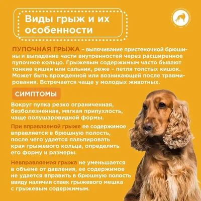 Красная волчанка у собак - Ветеринарная служба в Новой Москве