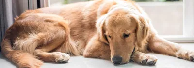 Родовспоможение у собак разных пород - Зоомедик