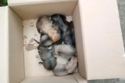 Валялись в мусоре: новорожденных щенков с перетянутой пуповиной выкинули на  улицу в столице Приморья - KP.RU