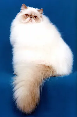 Пушистые кошки породы - картинки и фото koshka.top