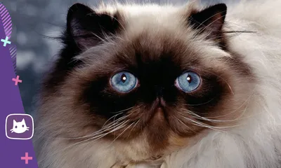 пушистый | Кошачьи фотографии, Фотографии животных, Милые котики