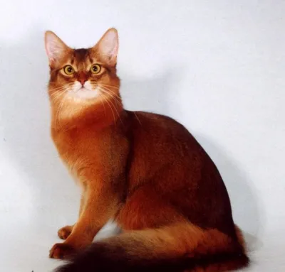 Пушистые кошки приюта: Бесплатно - Бесплатно (животные и вязка) Одесса на  Olx