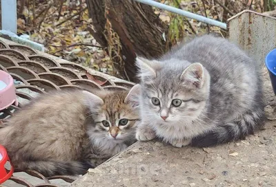 Какими выросли котята: фото в 3 недели и в 9 месяцев | Пикабу