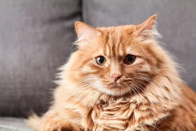 Пушистые коты для дружбы и красоты!: Персональные записи в журнале Ярмарки  Мастеров