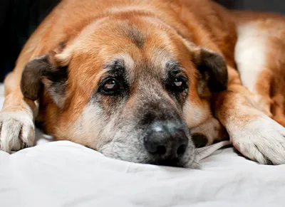 Мочекаменная болезнь у собак, причины, симптомы и способы лечения