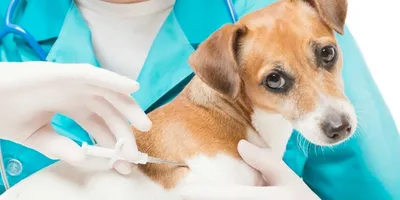 Мочекаменная болезнь у собак: симптомы, лечение
